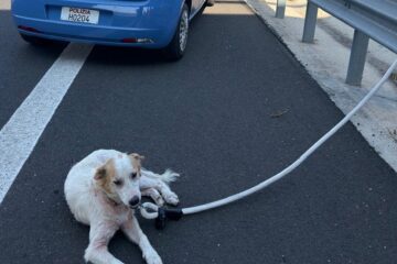 Cane in pericolo sulla corsia d’emergenza, il salvataggio compiuto da due poliziotti