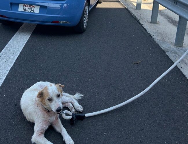 Cane in pericolo sulla corsia d’emergenza, il salvataggio compiuto da due poliziotti