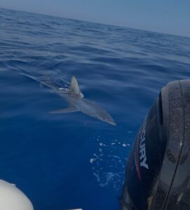 Squalo mako avvistato a Marzamemi