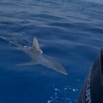 Squalo mako avvistato a Marzamemi – Video