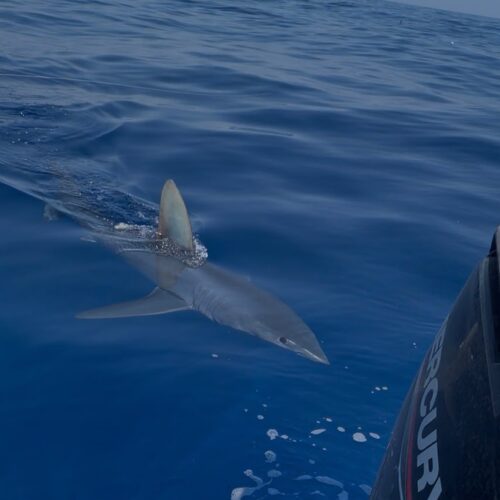 Squalo mako avvistato a Marzamemi – Video