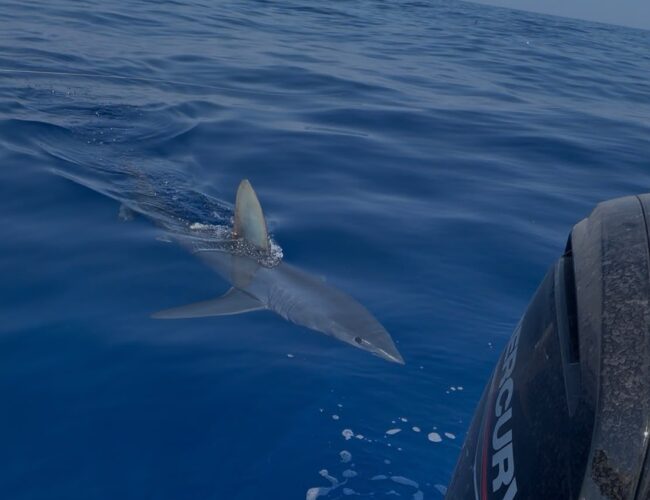 Squalo mako avvistato a Marzamemi – Video