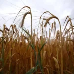 Campagna cerealicola 2026: grano tenero in crescita, conti ancora in rosso