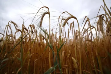Campagna cerealicola 2026: grano tenero in crescita, conti ancora in rosso