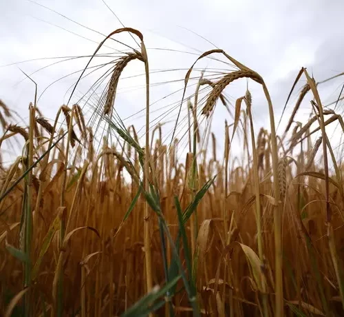 Campagna cerealicola 2026: grano tenero in crescita, conti ancora in rosso