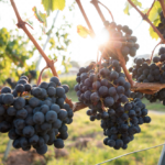 Crisi della viticoltura in Sicilia, la proposta di Pellegrino (FI): «Contributo diretto ai produttori e distillazione di crisi»