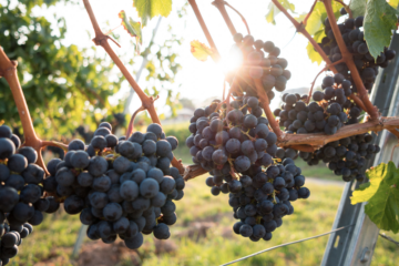 Crisi della viticoltura in Sicilia, la proposta di Pellegrino (FI): «Contributo diretto ai produttori e distillazione di crisi»