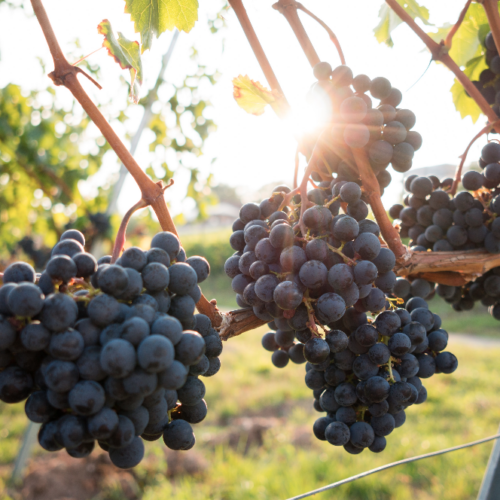Crisi della viticoltura in Sicilia, la proposta di Pellegrino (FI): «Contributo diretto ai produttori e distillazione di crisi»
