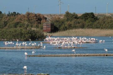 Riserva Ciane-Saline, Gilistro: “Il progetto da 5,5 milioni va rivisto”