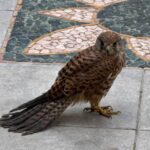 Scoglitti, rapace protetto ferito nel giardino di casa: “Dal 1515 risposte assurde, nessuno vuole soccorrerlo”