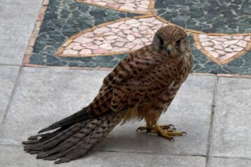 Scoglitti, rapace protetto ferito nel giardino di casa: “Dal 1515 risposte assurde, nessuno vuole soccorrerlo”
