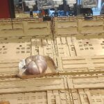 Fuel price surge and truck blockades: Sicily is paralyzed, supermarkets stormed and supplies running low