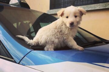 Sicurezza stradale, trasporto degli animali in auto: le regole del Codice della Strada e le sanzioni previste