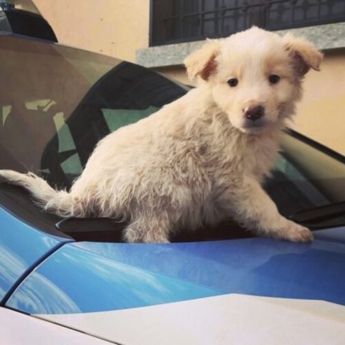 Sicurezza stradale, trasporto degli animali in auto: le regole del Codice della Strada e le sanzioni previste