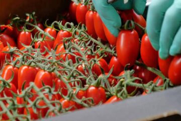 Allarme salmonella nei pomodorini della Piana di Gela: il caso diventa nazionale, controlli su acque e pozzi rurali