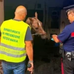 Catania, blitz dei Carabinieri a San Cristoforo: scoperta stalla abusiva con due cavalli e sanzioni per 4.300 euro