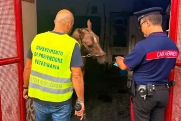 Catania, blitz dei Carabinieri a San Cristoforo: scoperta stalla abusiva con due cavalli e sanzioni per 4.300 euro