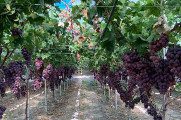 Wine sector crisis: CIA summoned to Alcamo on October 20 for a public assembly on the future of vineyards